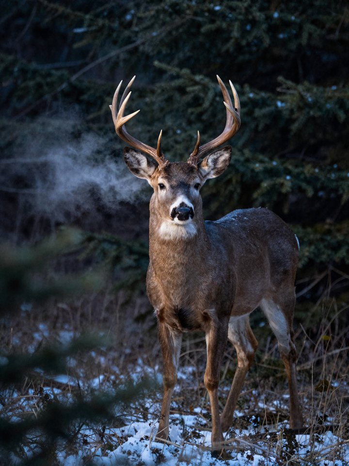 A whitetail buck in falling snow